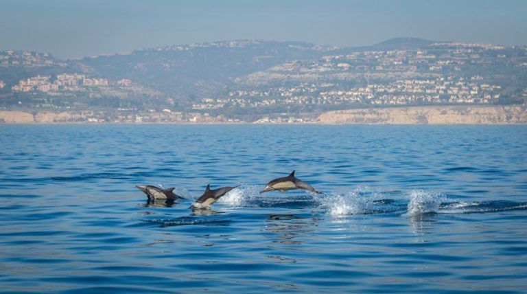Grupo de delfines saltando en el Estrecho de Gibraltar, Tarifa – Avistamiento de cetáceos en Cádiz.Grupo de delfines saltando en el Estrecho de Gibraltar, Tarifa – Avistamiento de cetáceos en Cádiz.