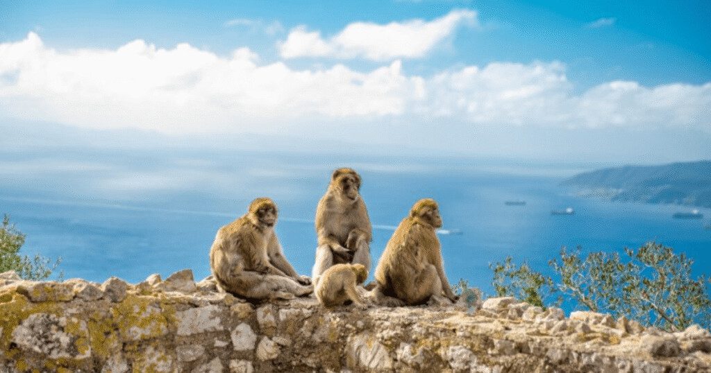 Qué hacer en Tarifa con Levante - Gibraltar