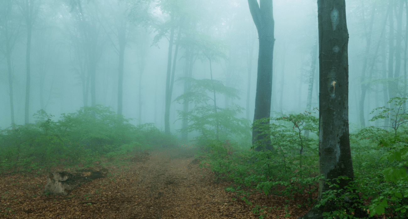 Bosque de la niebla Tarifa