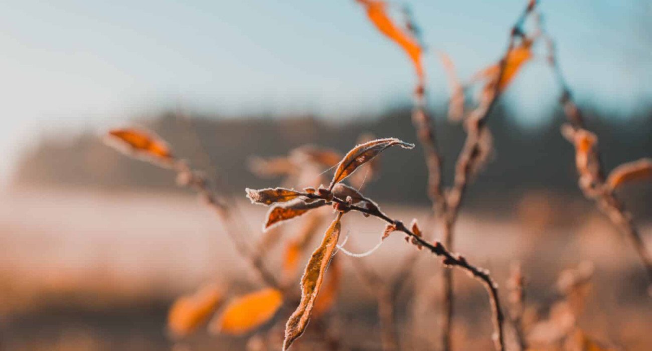 A selective focus shot of dry leaves growing on a twig with blurred background