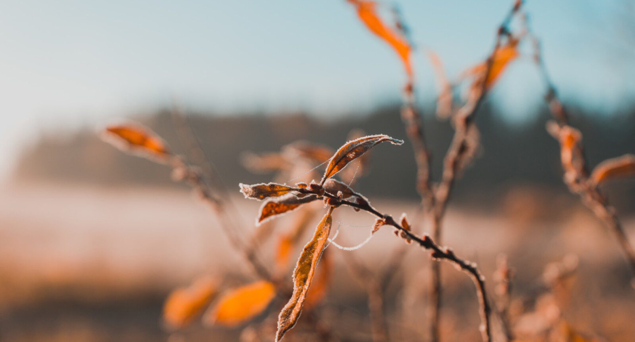A selective focus shot of dry leaves growing on a twig with blurred background